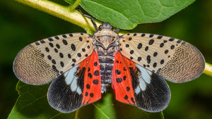 If You See a Spotted Lanternfly in Northeast Ohio, KILL IT