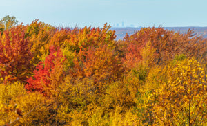 How Did Cleveland Get Its Forest City Nickname?