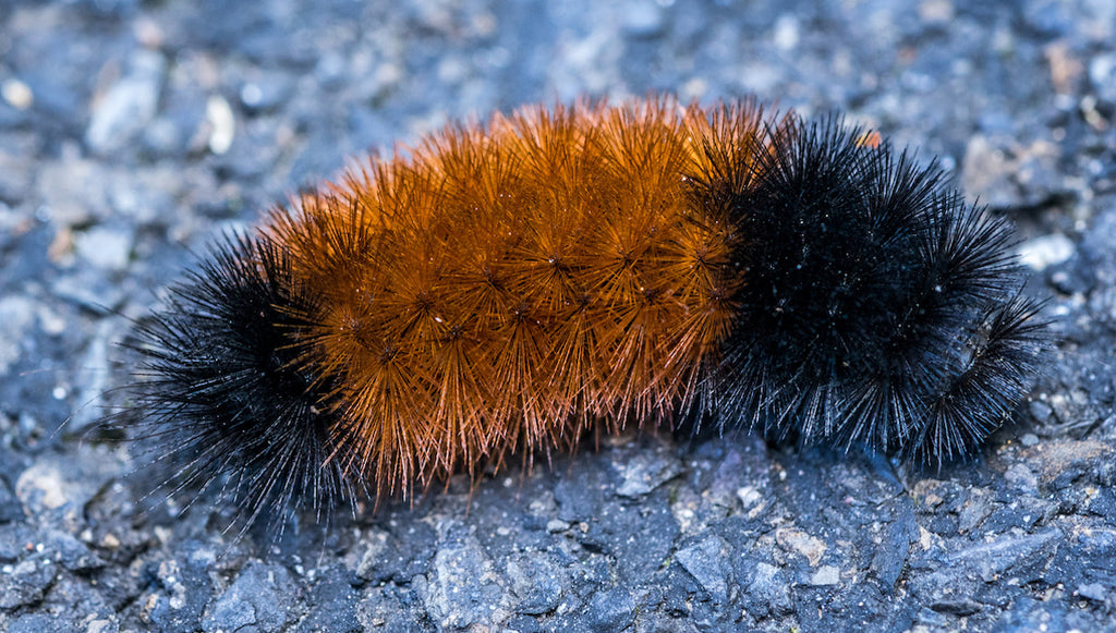 What's a Woolly Bear? A Look at Northeast Ohio's Favorite Little Caterpillar