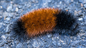 What's a Woolly Bear? A Look at Northeast Ohio's Favorite Little Caterpillar